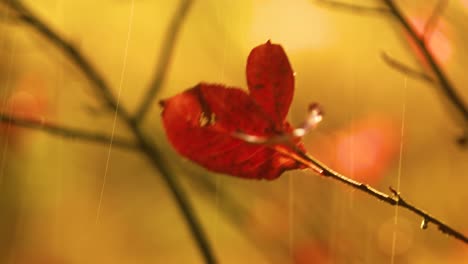 autumn rain close-up