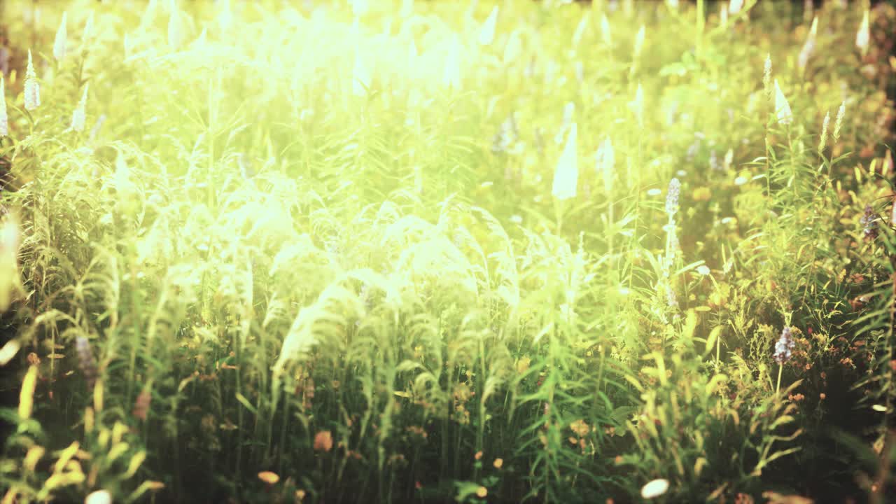 여름 해가 지는 날 야생 꽃