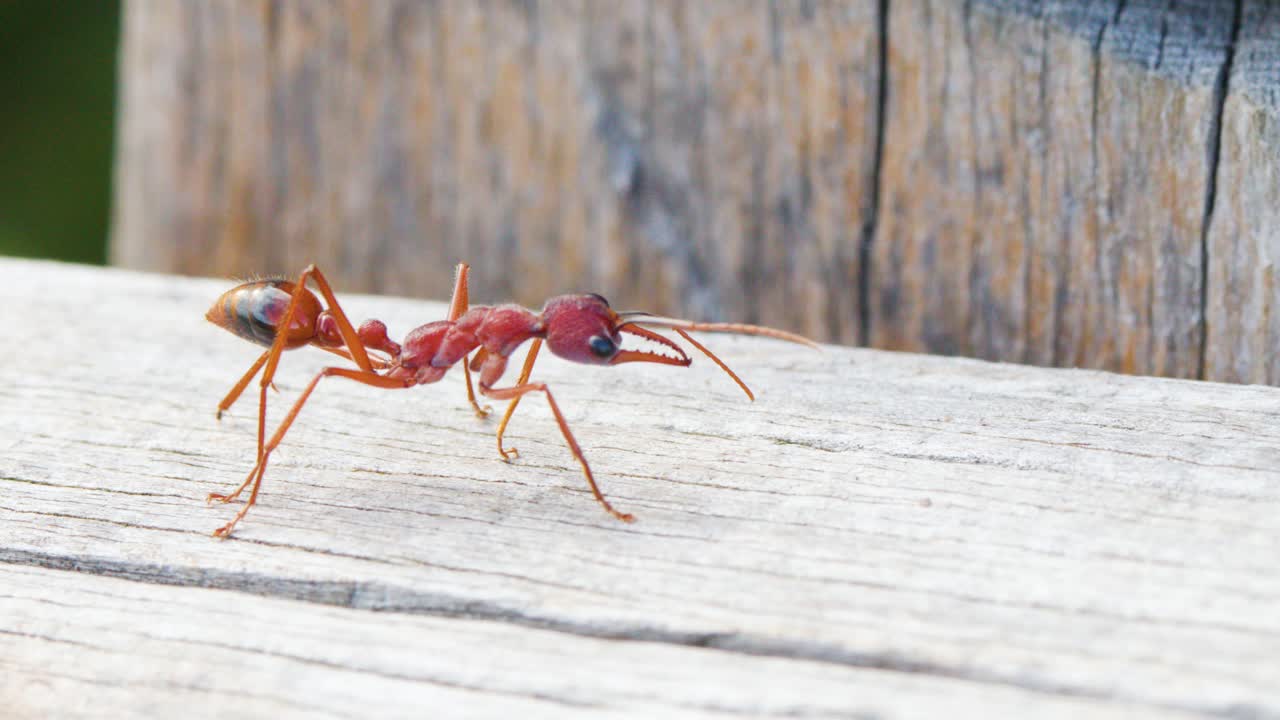 Large red ant lifts abdomen aggressively on weathered wood, natural daylight, macro close-up perspective