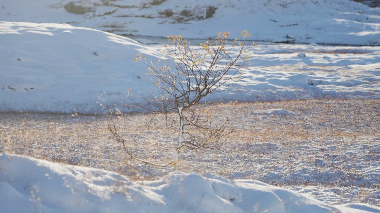 A solitary birch tree in the snow-covered northern landscape