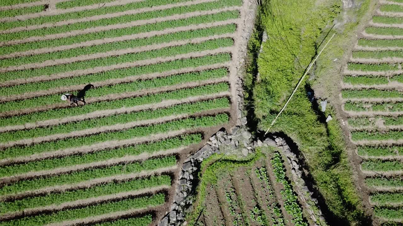 agricultores labrando su verde campo de arroz a mano con sombreros de paja en las granjas de arroz de kabayan benguet filipinas vista aérea de arriba hacia abajo