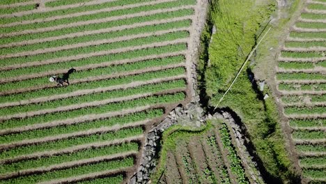Bauern-Bebauen-Ihr-Grünes-Garten-Reisfeld-Von-Hand-Und-Tragen-Strohhüte-In-Den-Reisfarmen-Von-Kabayan-Benguet,-Philippinen,-Luftaufnahme-Von-Oben-Nach-Unten