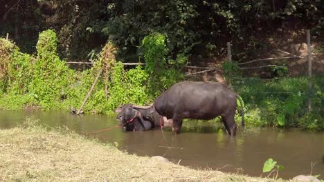 Búfalo-De-Agua-Bebiendo-Agua-De-Un-Río-Marrón-Fangoso-Con-Plantas-Verdes-Exuberantes