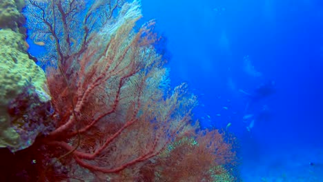 Closeup-shot-of-cluster-of-gorgonian-fan-coral-reef-with-tropical-fish-swimming-around-it