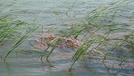 plant life near the shore of lake