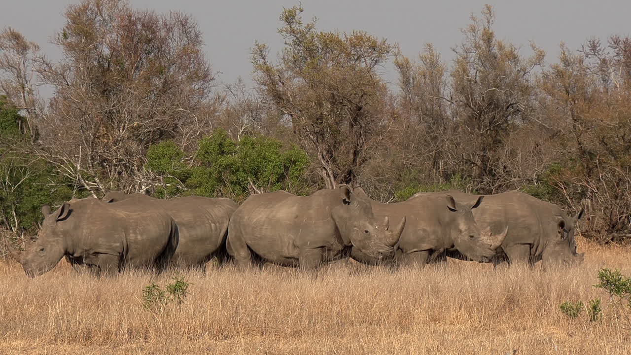 남부 흰코뿔소의 충돌은 건기에도 아프리카 사바나 한가운데에 가만히 서 있다
