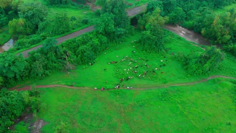 Cabra-Comiendo-Hierba-En-Jungal-Cerca-De-La-Granja-De-Campo-Roadand-River