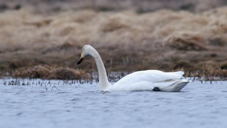 Cisnes-Cantores-Durante-La-Migración-De-Primavera-Descansando-En-Un-Charco-De-Prado-Inundado-De-Hierba-Seca