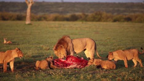 Löwenrudel-Mit-Dominantem-Männchen,-Das-Auf-Einer-Safari-Im-Masai-Mara-Reservat-In-Kenia,-Afrika,-Frische-Beute-Verschlingt