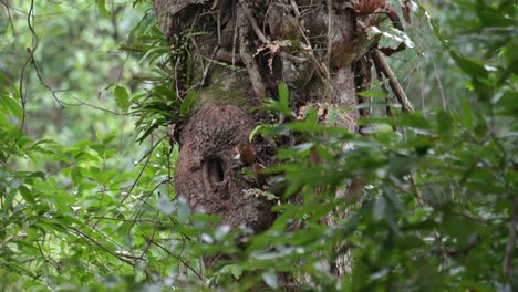 centrándose en el nido de una hembra de antracoceros albirostris mientras espera que el macho vuelva y traiga comida para su pareja en el parque nacional de khao yai en tailandia