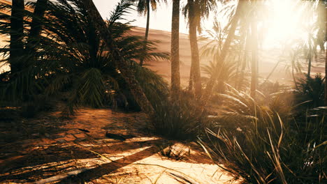 the palms oasis trail is one of many popular hikes in national park