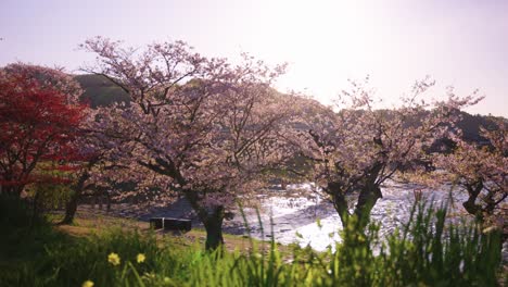 Sonnenaufgang-Im-Frühling-über-Dem-Fluss-Und-Kirschblüten,-Japan-Morgen-4k