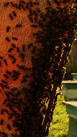 honeybees on honeycomb frames