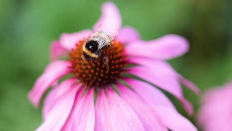 bumblebee pollinating a purple coneflower in cardiff