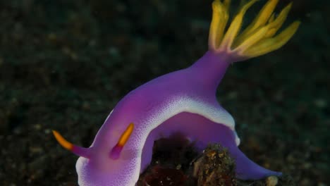 Asombrosas-Babosas-Marinas-Nudibranquias-De-Colores-Moviéndose-En-La-Corriente-Oceánica