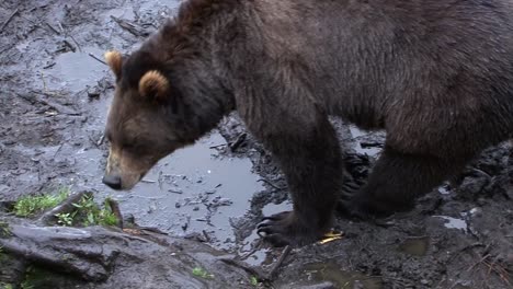 black bear sniffing a puddle of mud in a rainy day