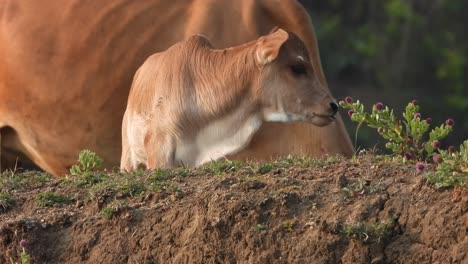 Cordero-Vaca-Recién-Nacido-Jugando-Y-Comiendo-Hierba