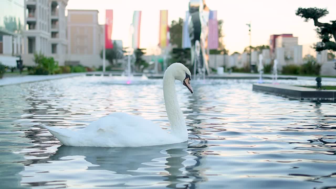 el cisne remando en cámara lenta en una fuente industrial al amanecer