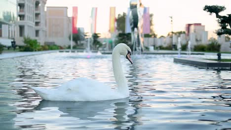 swan paddling in slow motion in an industrial fountain at dawn