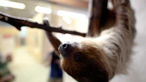 captive sloth eating carrot upside down