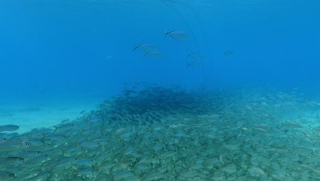 bola de cebo en el arrecife de coral en el mar del caribe alrededor de curacao