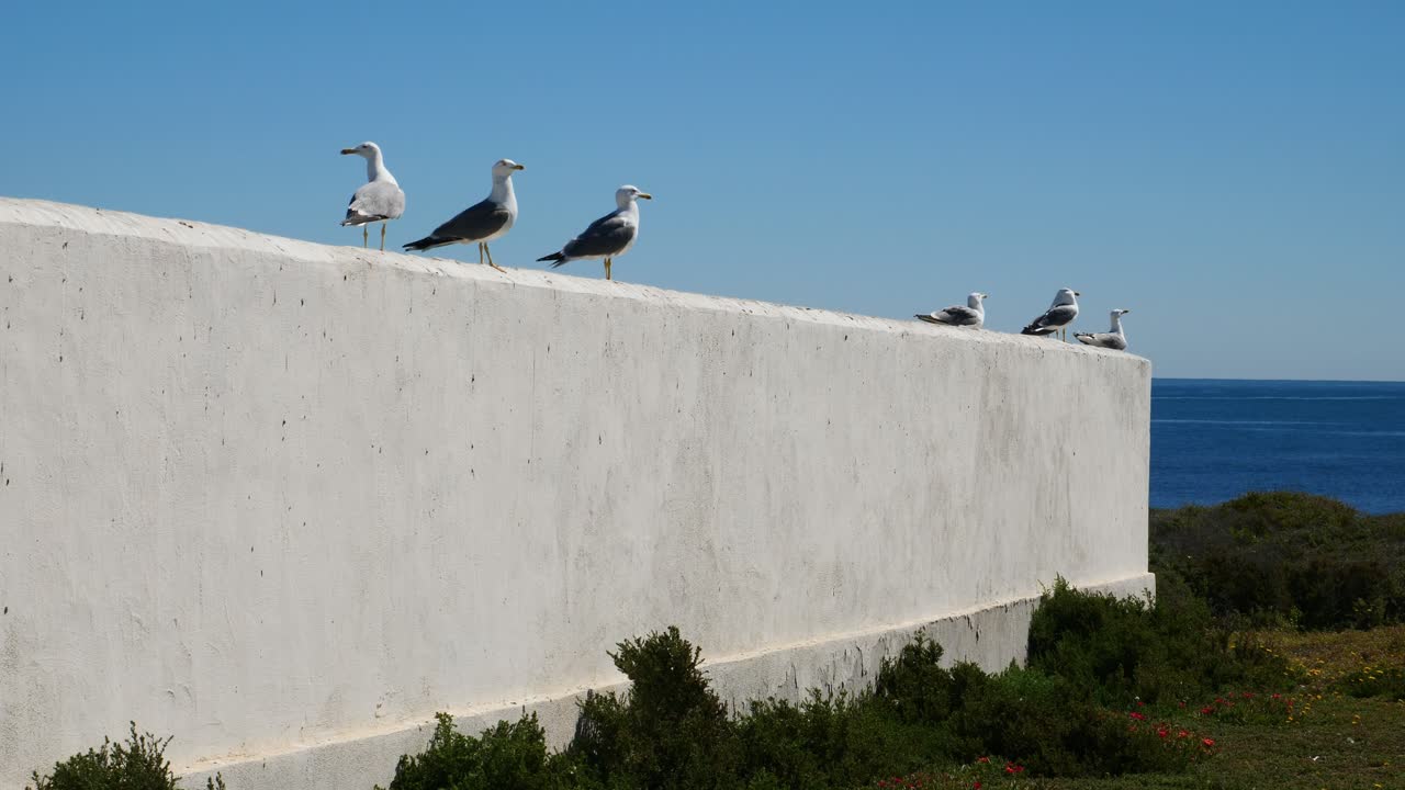 Gabbiani su un muro bianco con il mare sullo sfondo. Movimento rallentato x0,5. Cimitero dell'isola di Tabarca, Spagna.