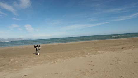 Border-collie-playing-and-turning-in-circle-near-the-water-on-the-beach