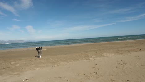 border collie playing and turning in circle near the water on the beach