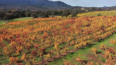 Aerial-flyover-of-vineyards-in-northern-California-during-the-fall-season-with-the-changing-colors-of-the-leaves