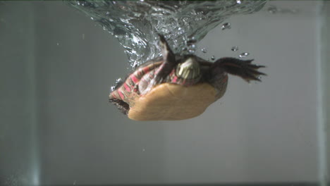 Tortuga-Pintada-Chapoteando-En-El-Agua-A-Cámara-Lenta---Anfibios-Bajo-El-Agua-Con-Burbujas-Nadando