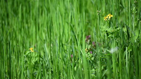 Sonniger-Grüner-Graszusammenfassungshintergrund-Und-Frühlingsgelbe-Blume