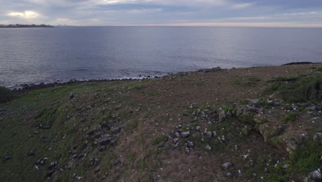 Seabirds-Living-In-Cook-Island-With-Rocky-Coastline-In-NSW,-Australia