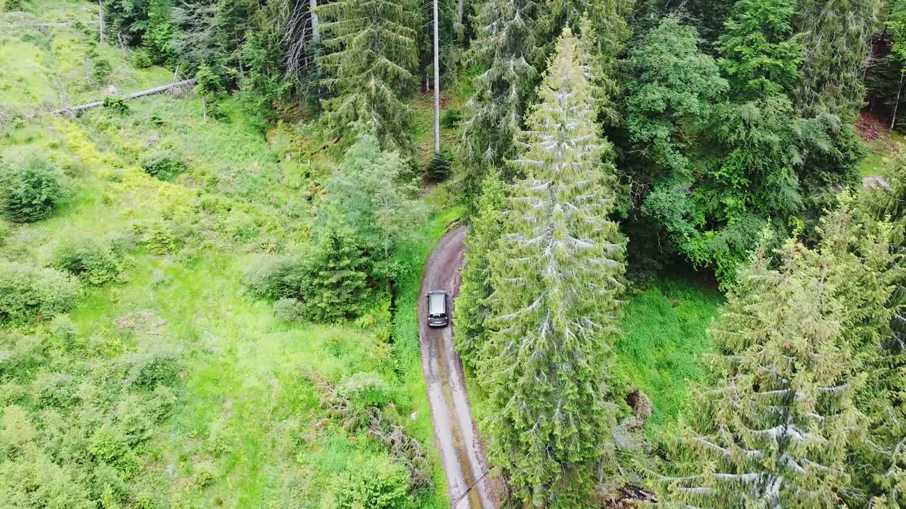 녹색 전나무가 있는 숲길에서 공중을 따라가는 차