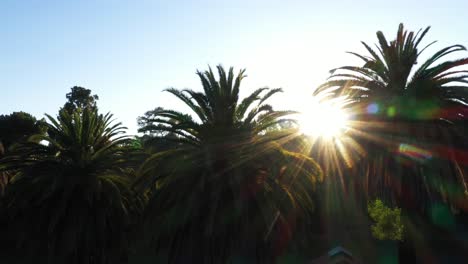 Drone-shot-of-multiple-palm-trees-panning-left-during-golden-sunset-hour-with-sun-flare-and-clear-blue-skies-in-Los-Angeles,-California-park