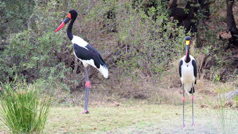 yellow-billed stork male and female pair standing on riverbank