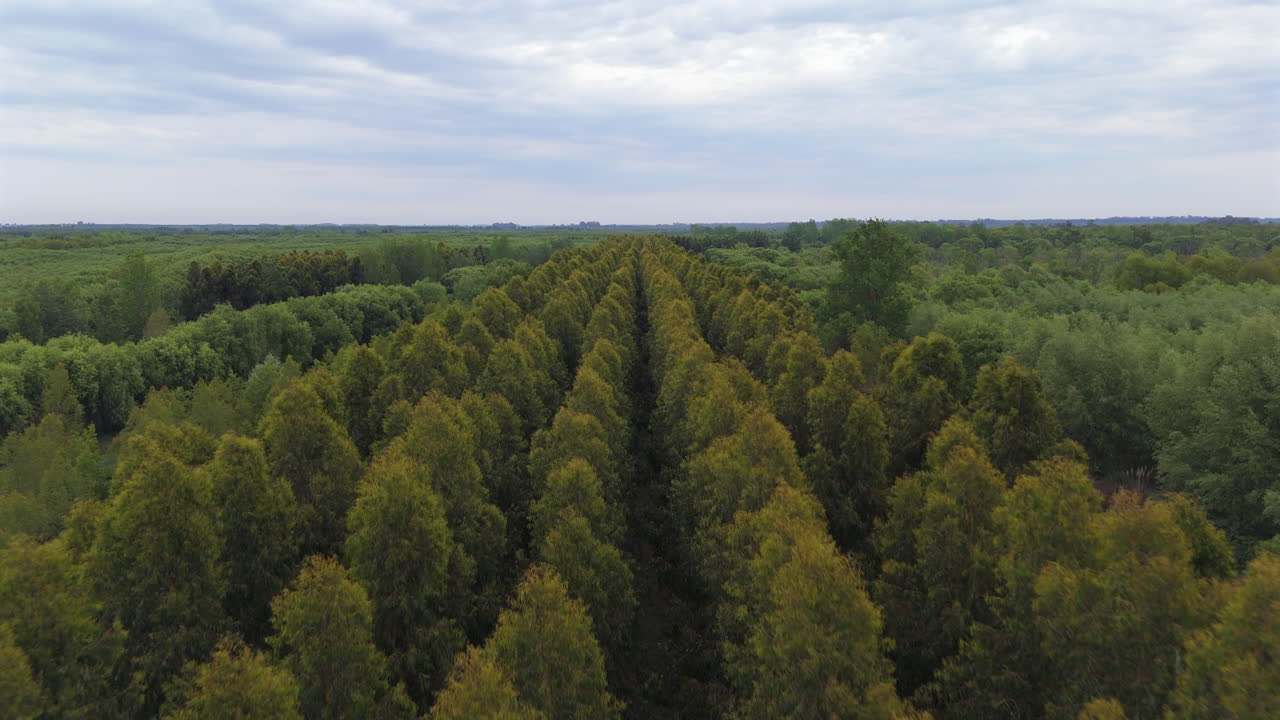 Dense eucalyptus tree plantation rows growing through the Argentina's Paraná Delta, Argentina.