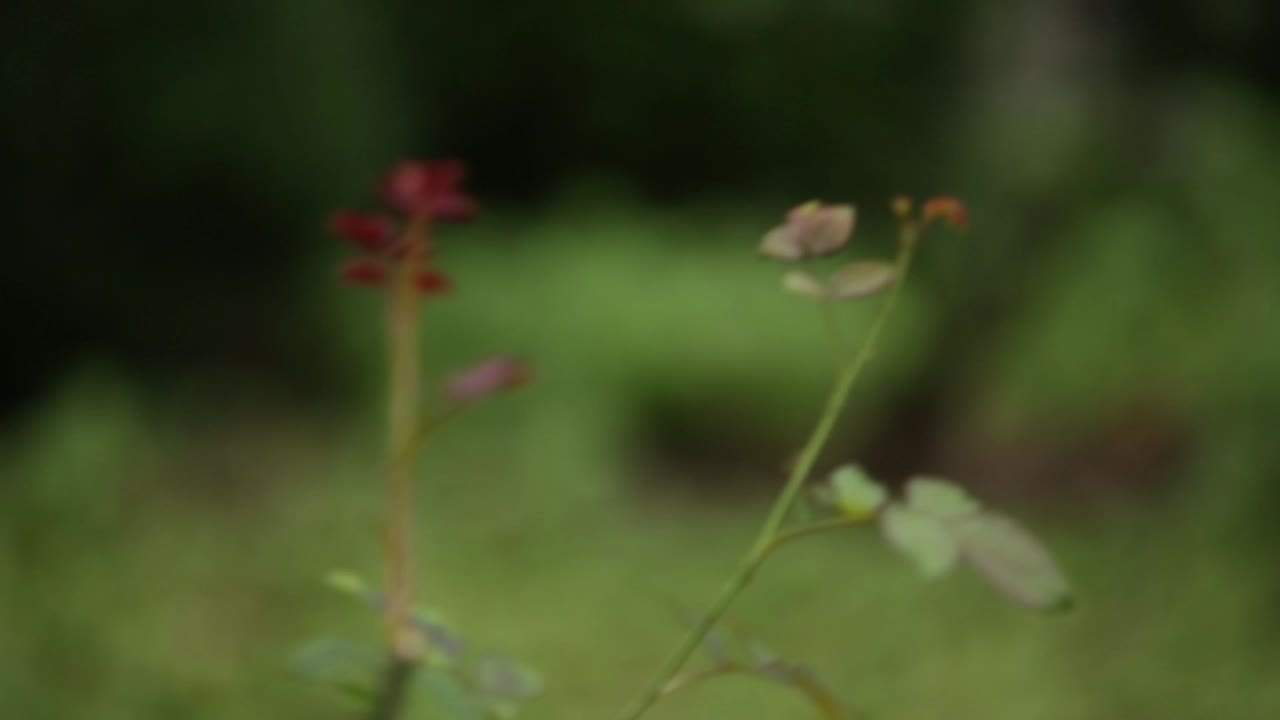 자연 속의 다람 ⁇  - 필라델피아, 파 리튼하우스 공원