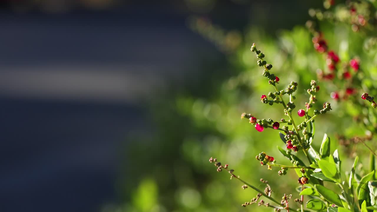 Close-up of a plant with small red berries