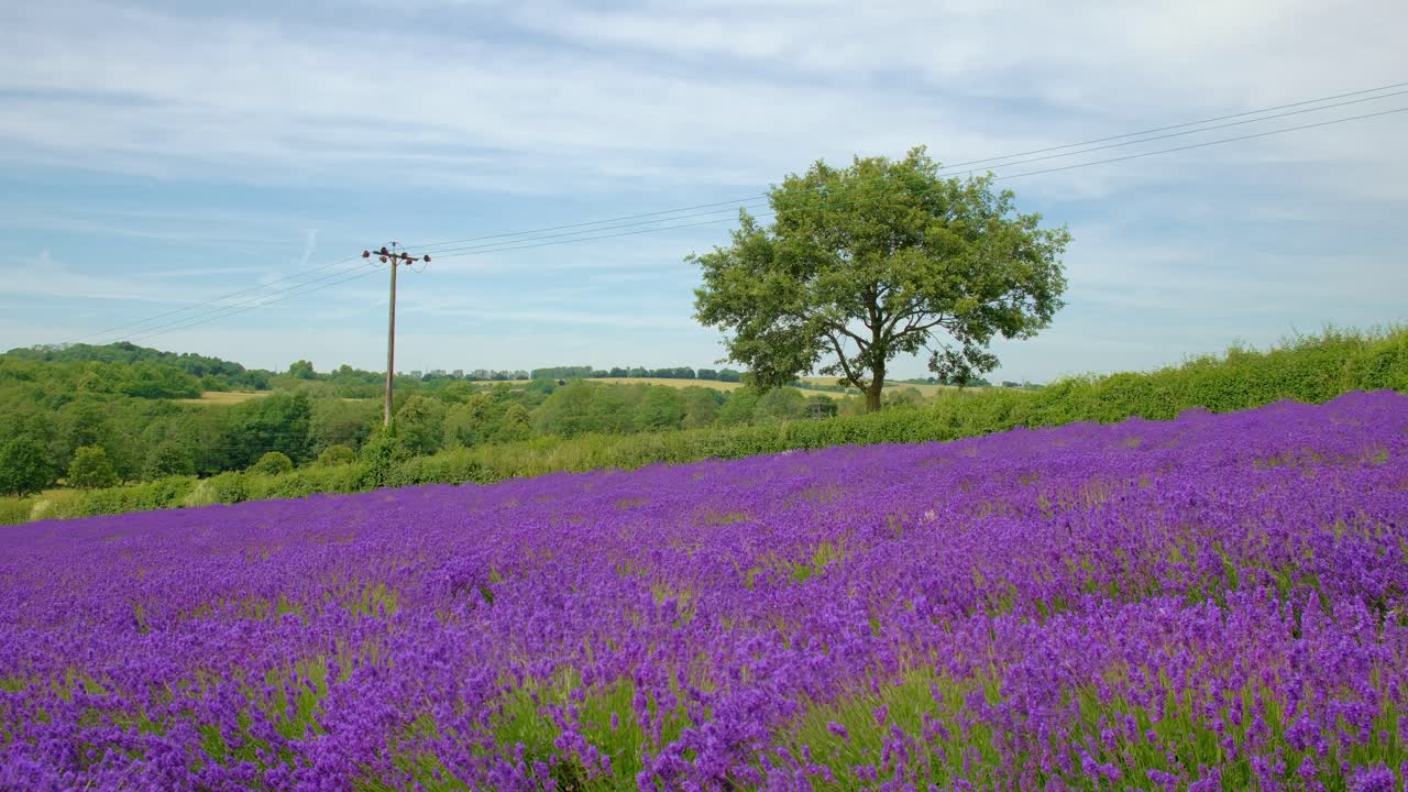 descenso lento sobre la pacífica granja de lavanda en sevenoaks, kent, inglaterra