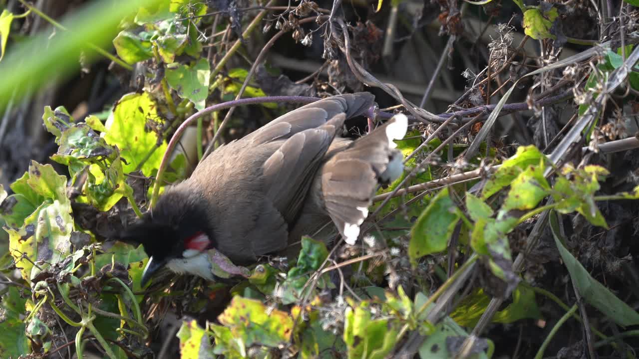 un bulbul de bigotes rojos arrancando y comiendo semillas de una planta en la jungla