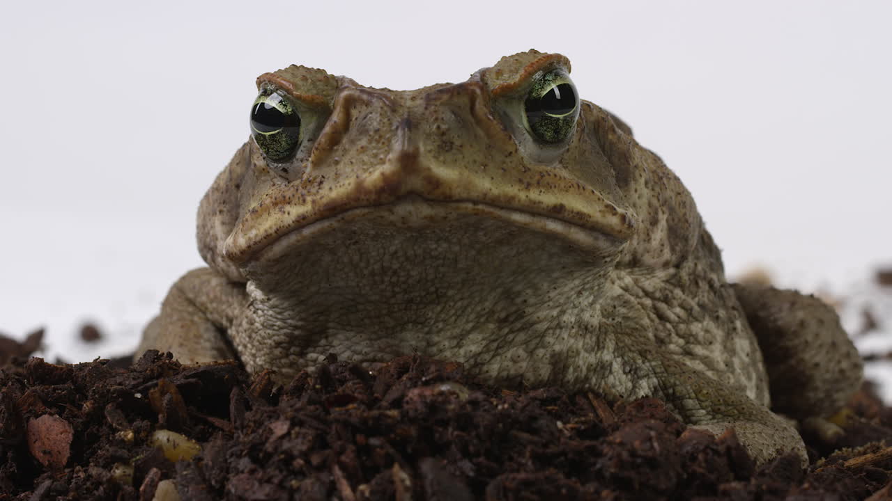 개구리 바다 개구리는  ⁇ 은 땅에 앉아서 카메라를 바라본다.