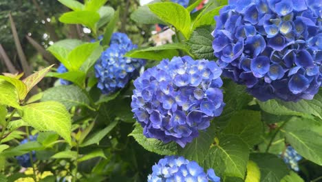 Nahaufnahme-Von-Leuchtend-Blauen-Hortensienblüten,-Die-An-Einem-Sonnigen-Tag-In-Einem-üppigen-Garten-Blühen