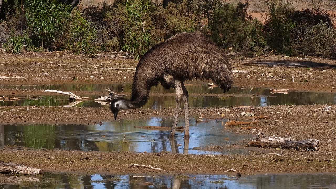 호주 에뮤가 연못에서 산책하고 술을 마신다