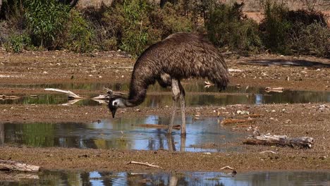 un emú australiano camina y bebe en un estanque