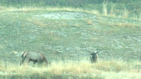 鹿 (cervus cenadensis) 在蒙大拿國家野牛息地的各種拍攝