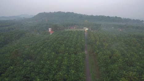 Kokosnussfeld-Luftaufnahme-Provinz-Chumporn,-Thailand