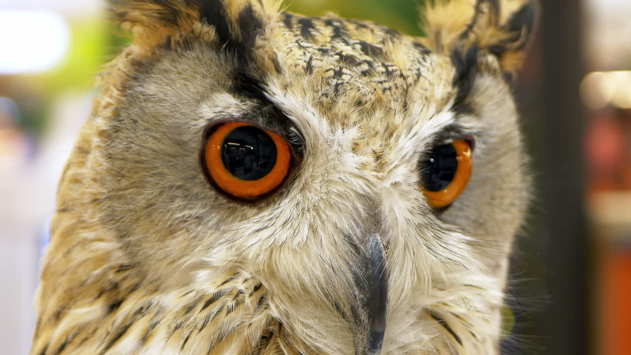 태국 방의 동물원에 서 있는 오징어가 바로 앞을 바라보며, 그 다음에는 프레임의 오른쪽으로 돌아서서 뒤를 바라보고 있다.