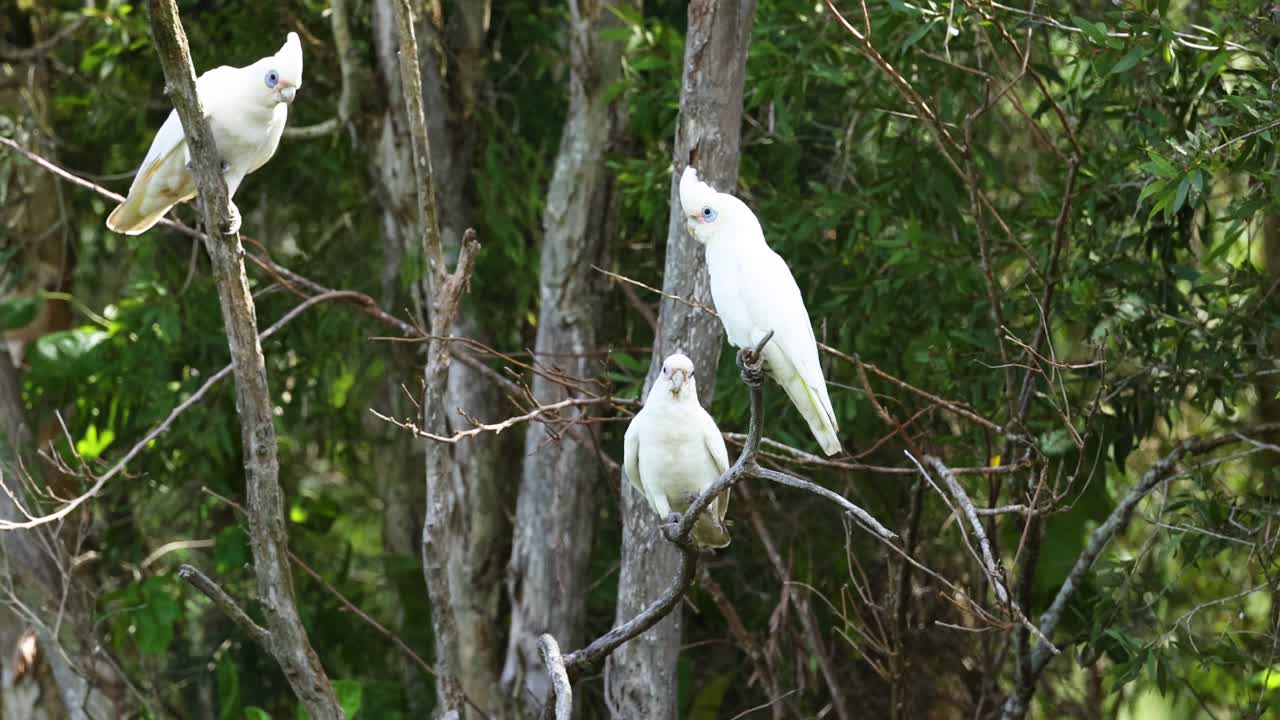 la cacatúa vuela desde una rama del árbol