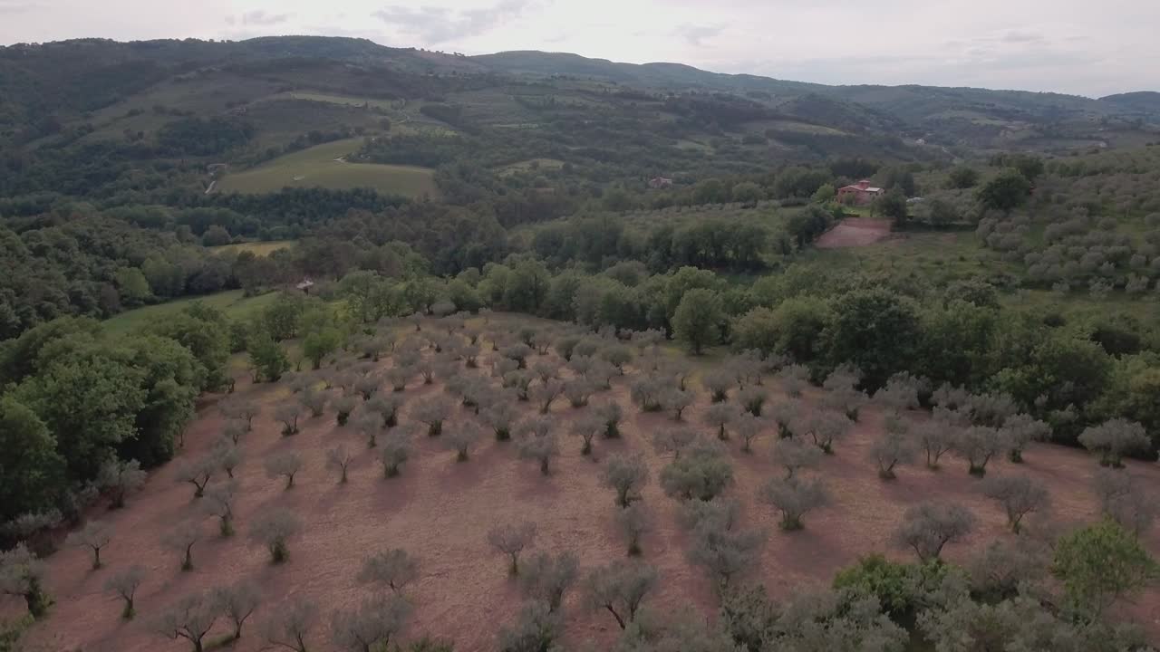 Ripresa aerea con drone in salita sopra uliveti e terreni agricoli in Umbria, Italia.
