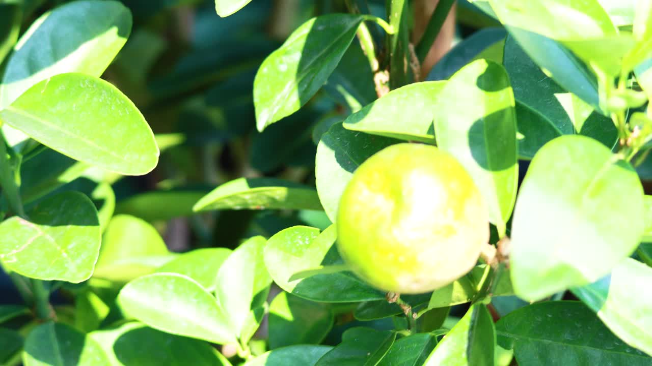 La luce solare intensa illumina un albero di agrumi, evidenziando foglie verdi e frutti in maturazione in un ambiente esterno sereno.